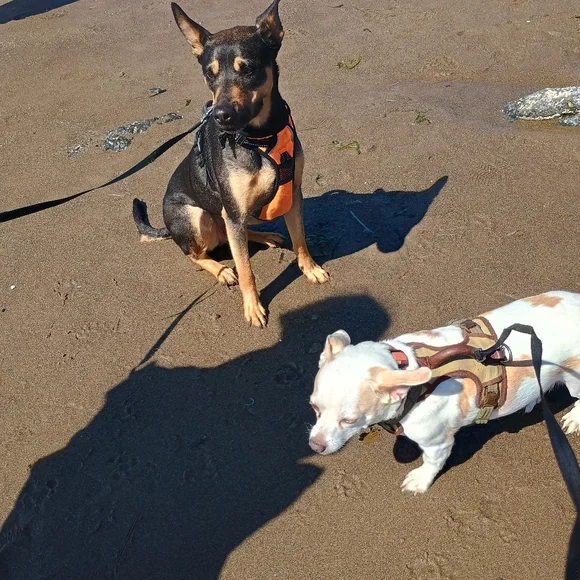 🏖️🌞🐕 Texas's Beach Day - Picture 9 of 16
